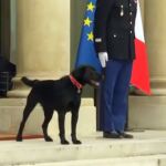El perro de Macron se orina en plena reunión con sus ministros