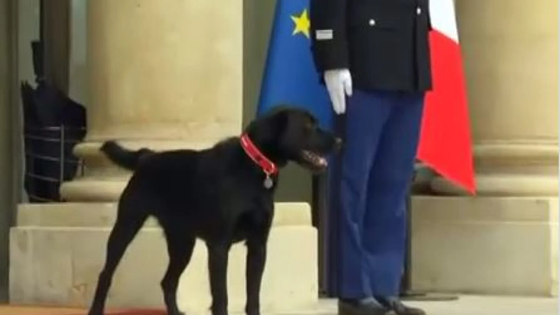 El perro de Macron se orina en plena reunión con sus ministros