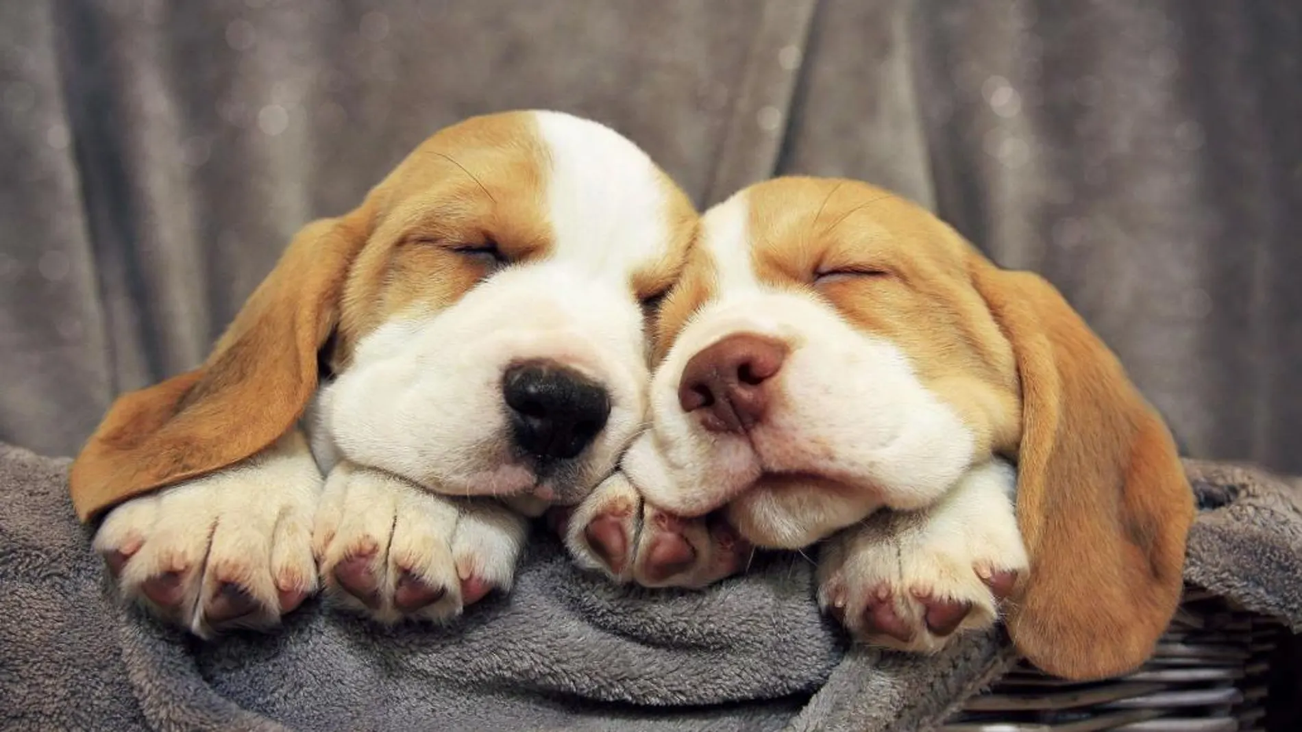 Una pareja de cachorros durmiendo