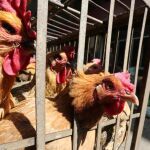 El virus H7N9 ha obligado a sacrificar a millones de aves en Asia