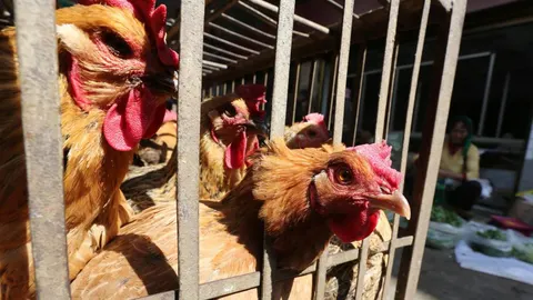 El virus H7N9 ha obligado a sacrificar a millones de aves en Asia