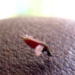 Fotografía de archivo que muestra un anopheles gambiae, el mosquito vector del parásito que causa la malaria