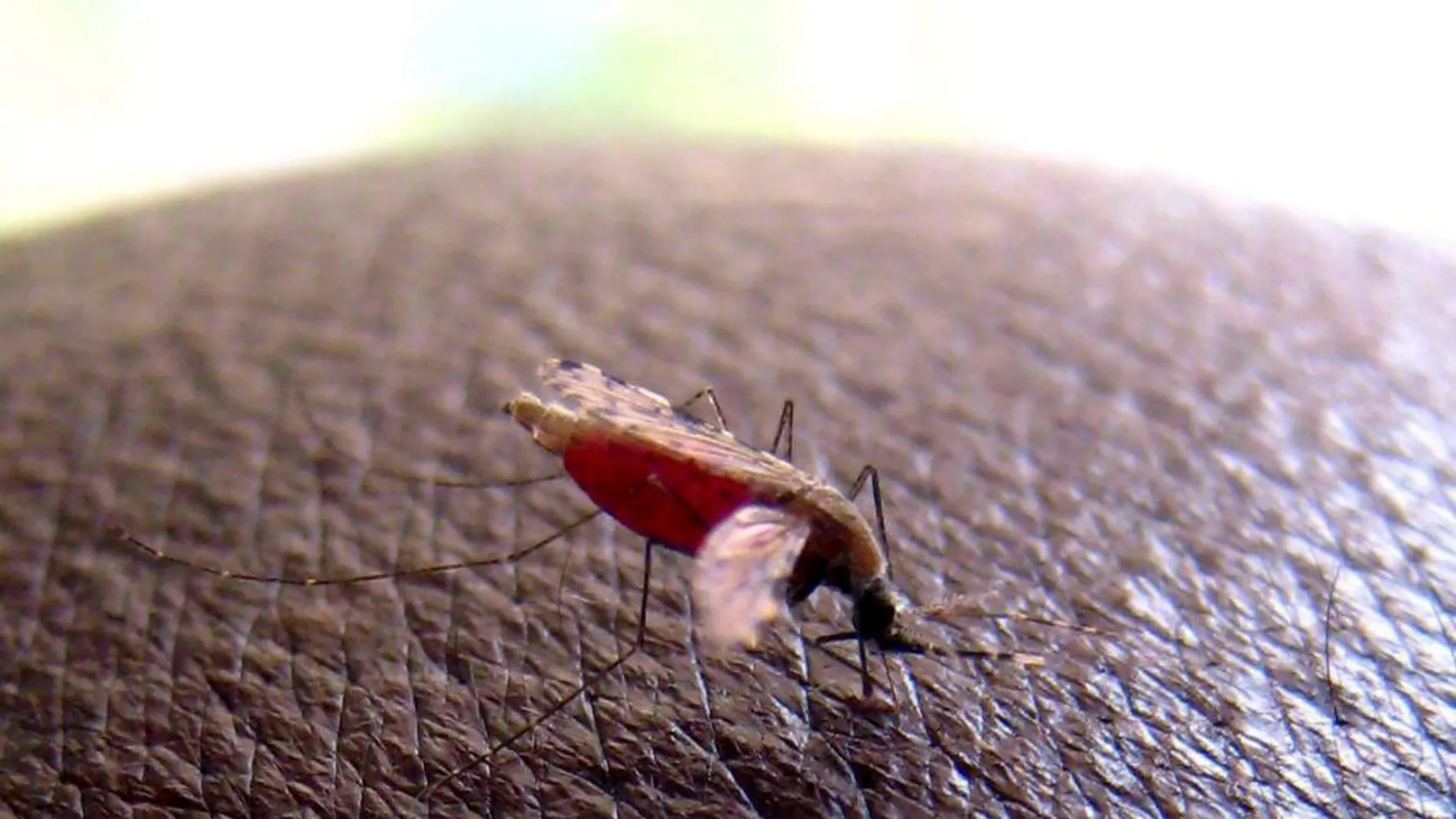 Fotografía de archivo que muestra un anopheles gambiae, el mosquito vector del parásito que causa la malaria