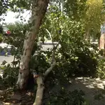  ¡Peligro, caída de ramas!