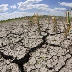 Un cultivo agrietado por la sequía en Alemania