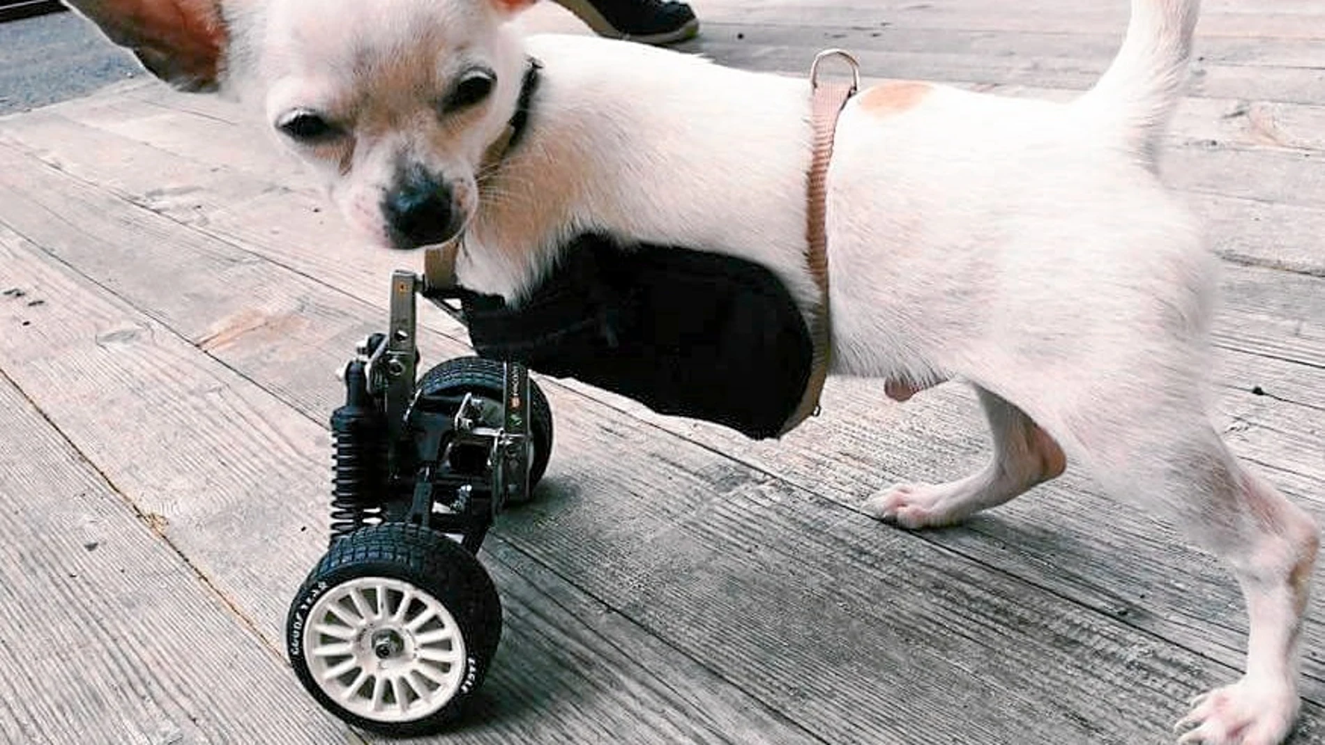 Uno de los perros para los que Jaime I. Álvarez (a la derecha, en su taller) ha creado una singular silla de ruedas