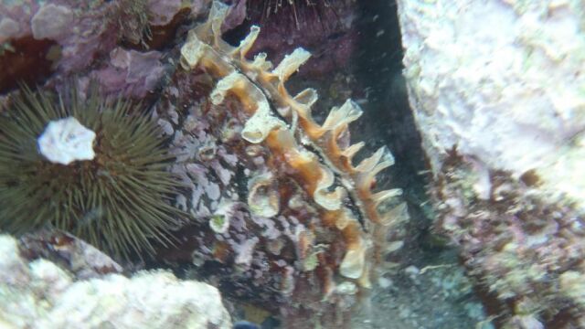 Imagen de una nacra, una de las especies en peligro que alberga la Cala de las Sardinas