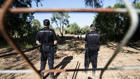 Detenido por azuzar a sus tres perros contra una gata que murió en el ataque