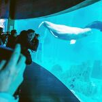 La cría de beluga nadó ayer ante la Prensa bajo la atenta mirada de su madre
