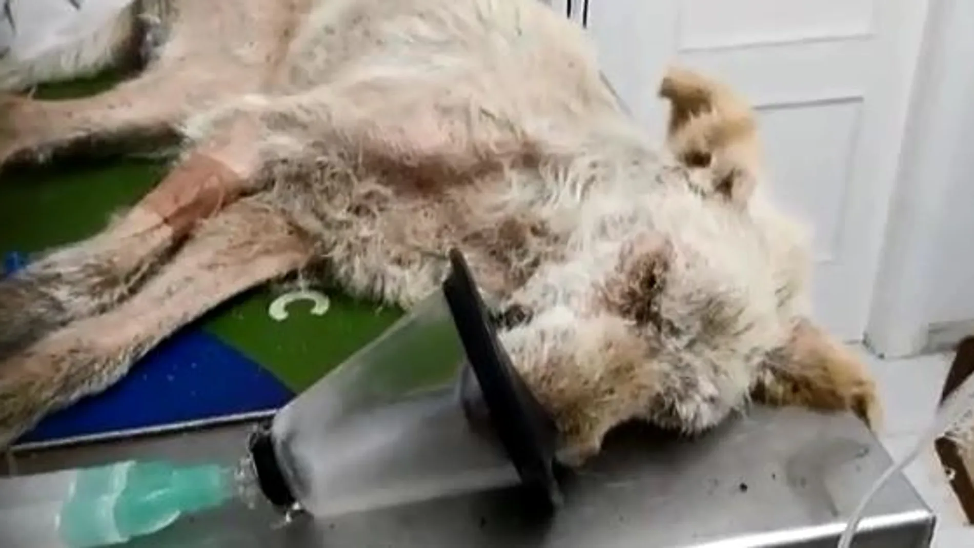 El perro en la clínica veterinaria donde han conseguido estabilizarle