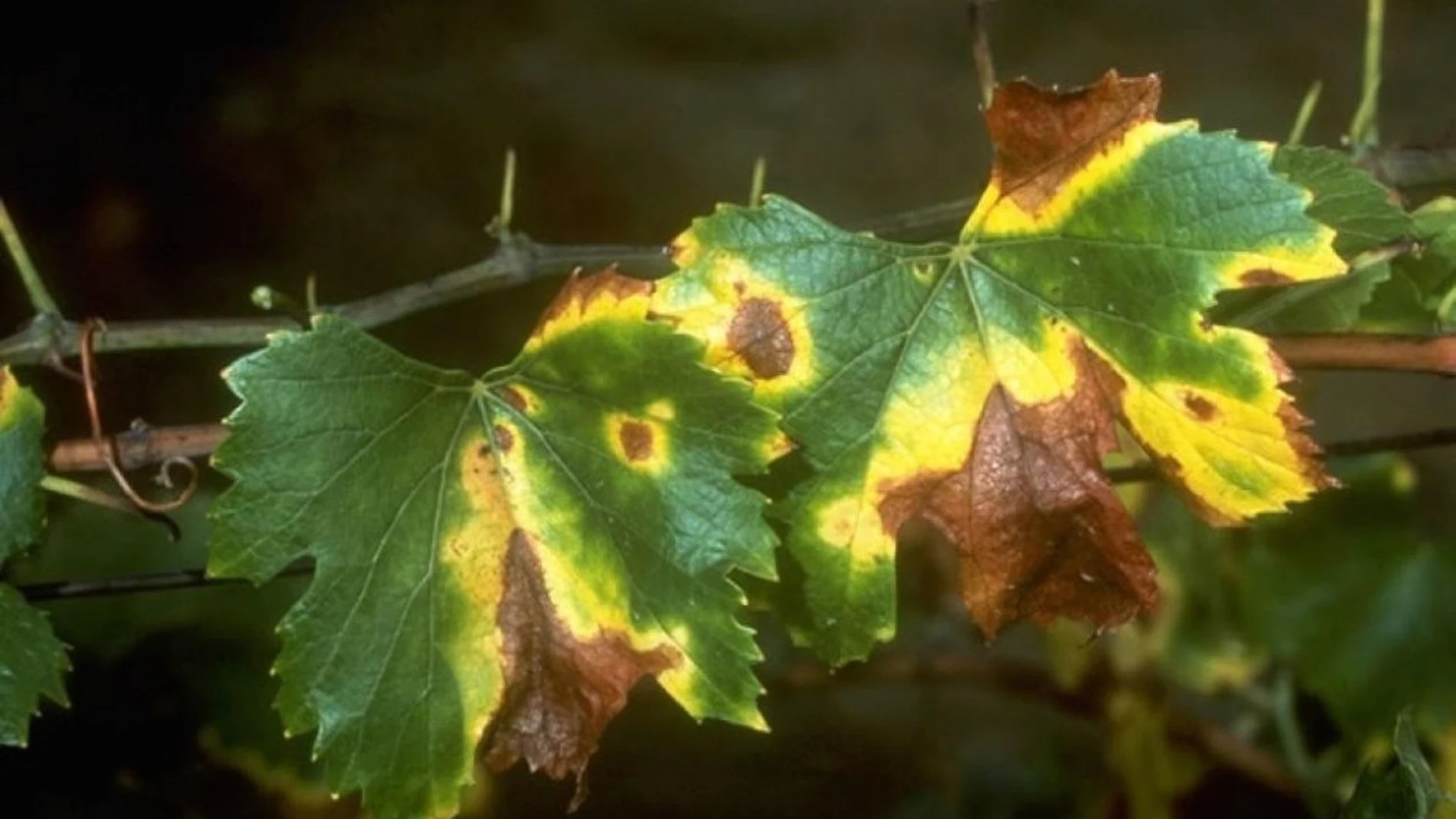 La «Xylella Fastidiosa» genera estragos en los vegetales, provocando que vayan muriendo lentamente e infectando a plantas cercanas