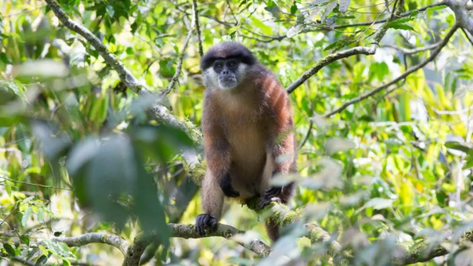 Un ejemplar de primate en la isla de Bioko