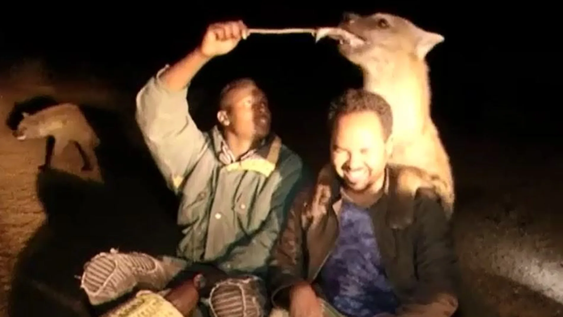 Momento en el que alimenta a las hienas