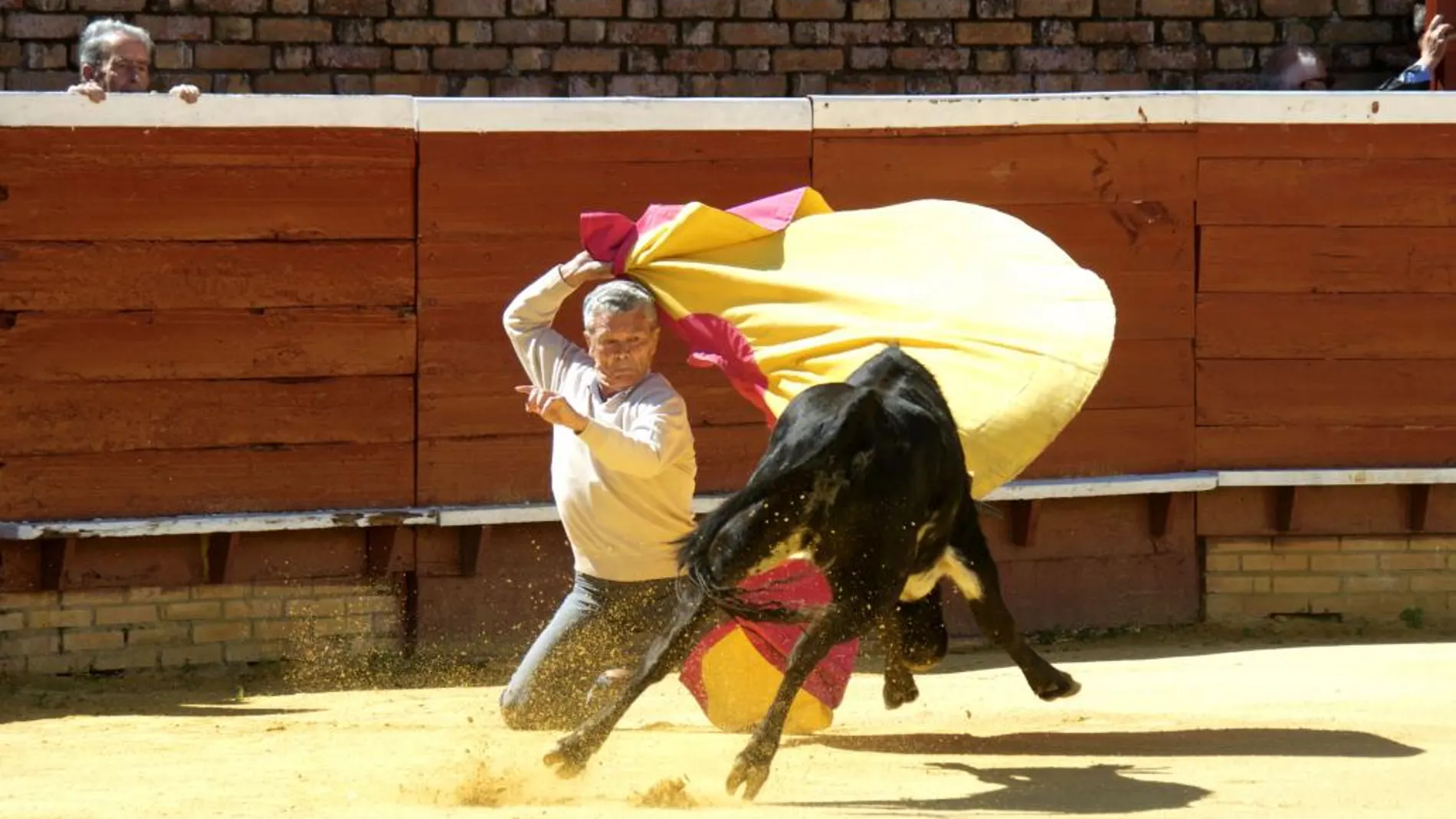 Larga afarolada de rodillas de Espartaco padre a una de las becerras del tentadero