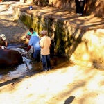 El hipopótamo «Gustavito», atendido por personal del zoo