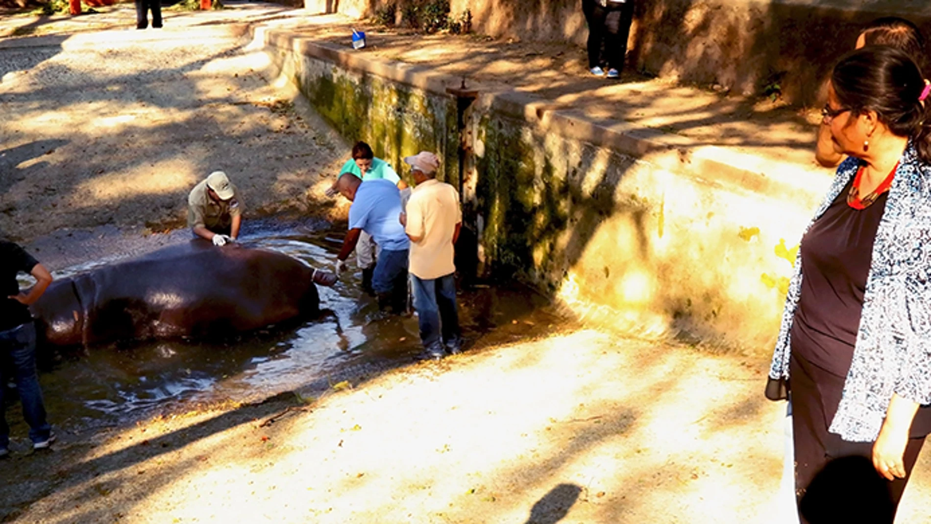 El hipopótamo «Gustavito», atendido por personal del zoo