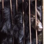 Vietnam pone en jaque al comercio de bilis de oso