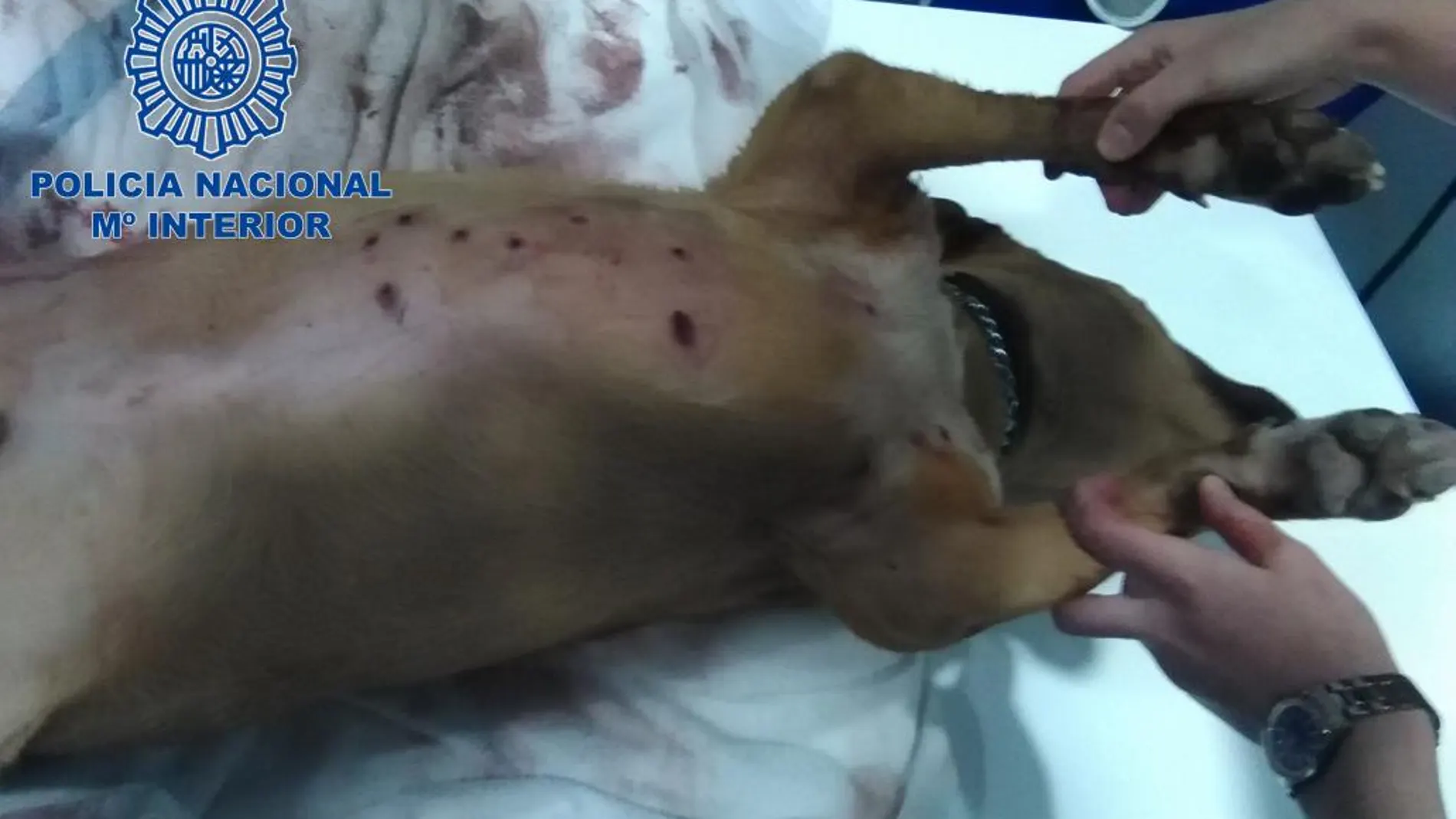 La Policía detiene en Almería a una persona por matar a tiros al perro de un familiar