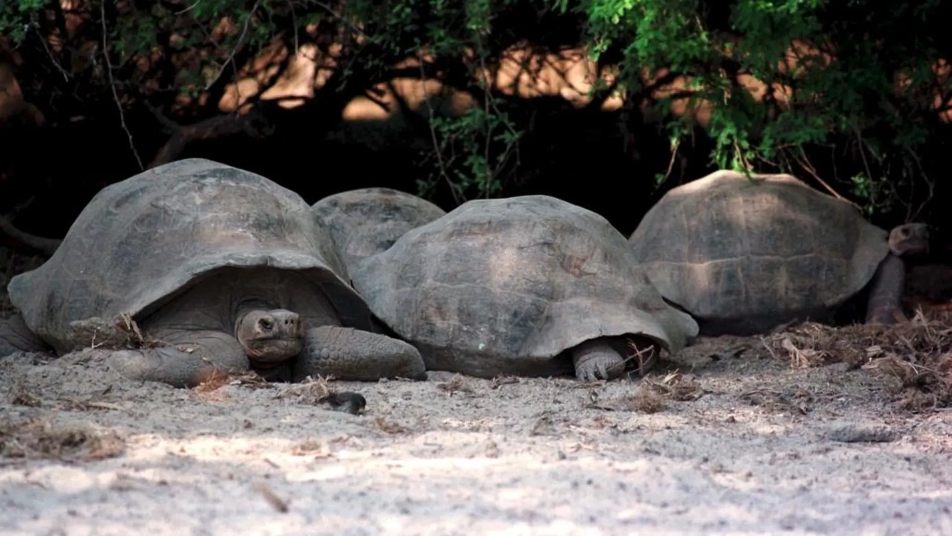 Tortugas en una de las islas del arhipiélago de las Galápagos