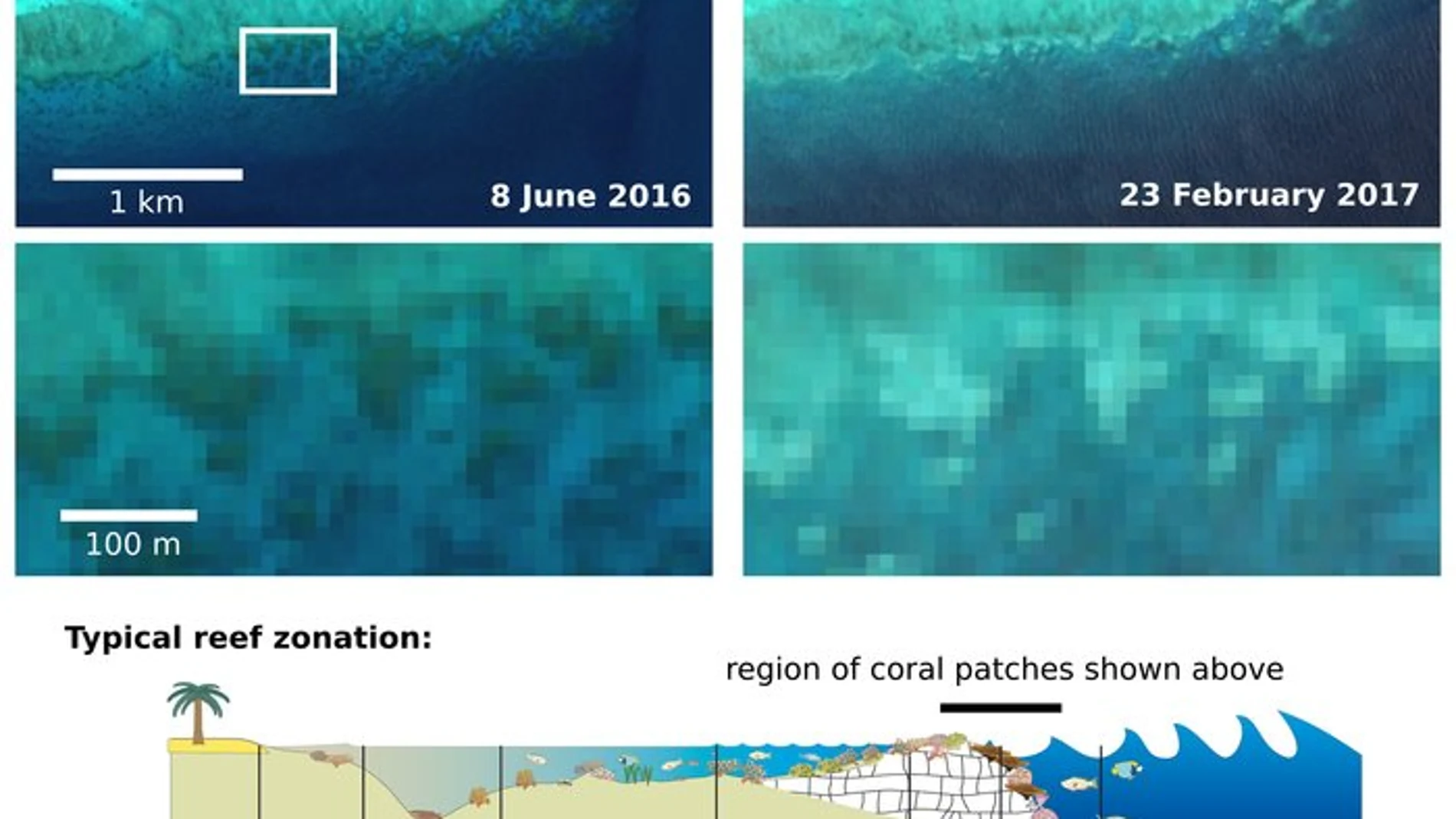 Avance de la decoloración de los corales, según las imágenes tomadas por Sentinel-2