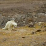 Graban la desgarradora muerte de un oso polar hambriento para concienciar sobre el calentamiento global