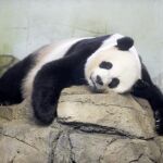 La panda gigante Mei Xiang, ha dado a luz a un par de cachorros con apenas cuatro horas de diferencia.