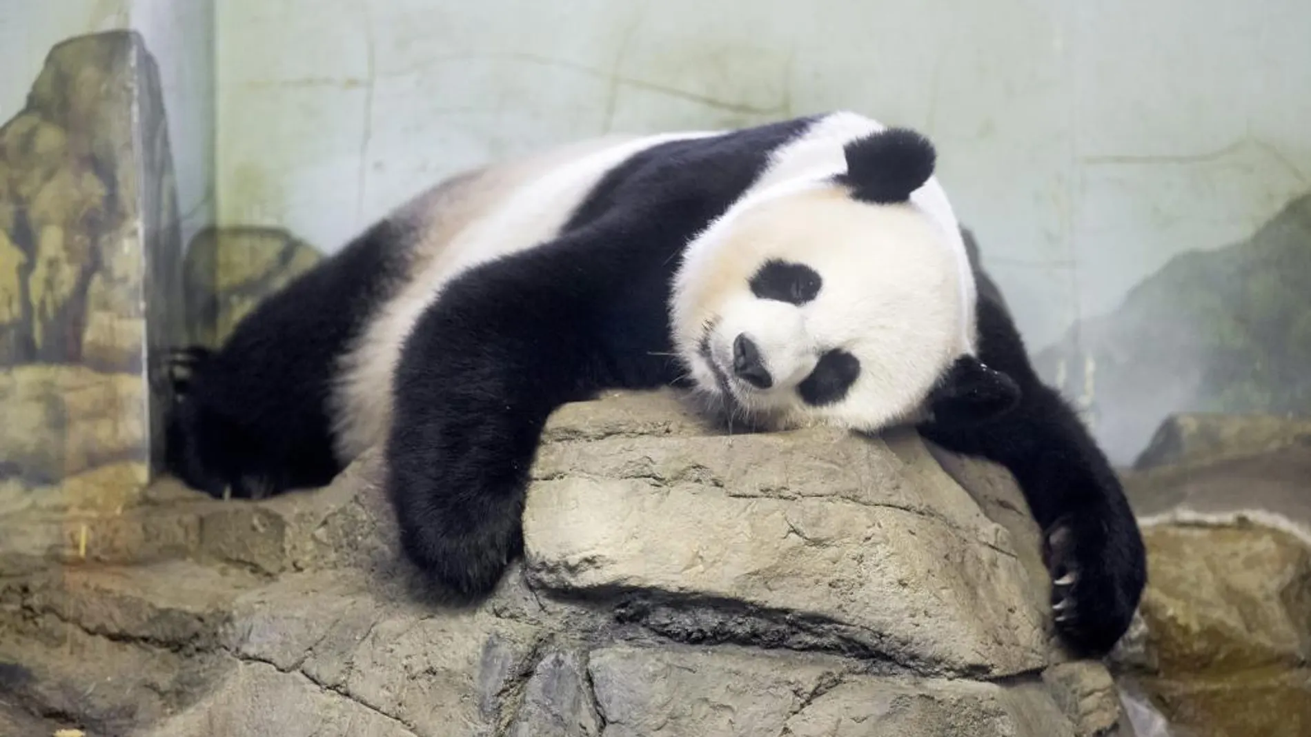 La panda gigante Mei Xiang, ha dado a luz a un par de cachorros con apenas cuatro horas de diferencia.
