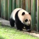 Chulina, la nueva sensación del Zoo de Madrid