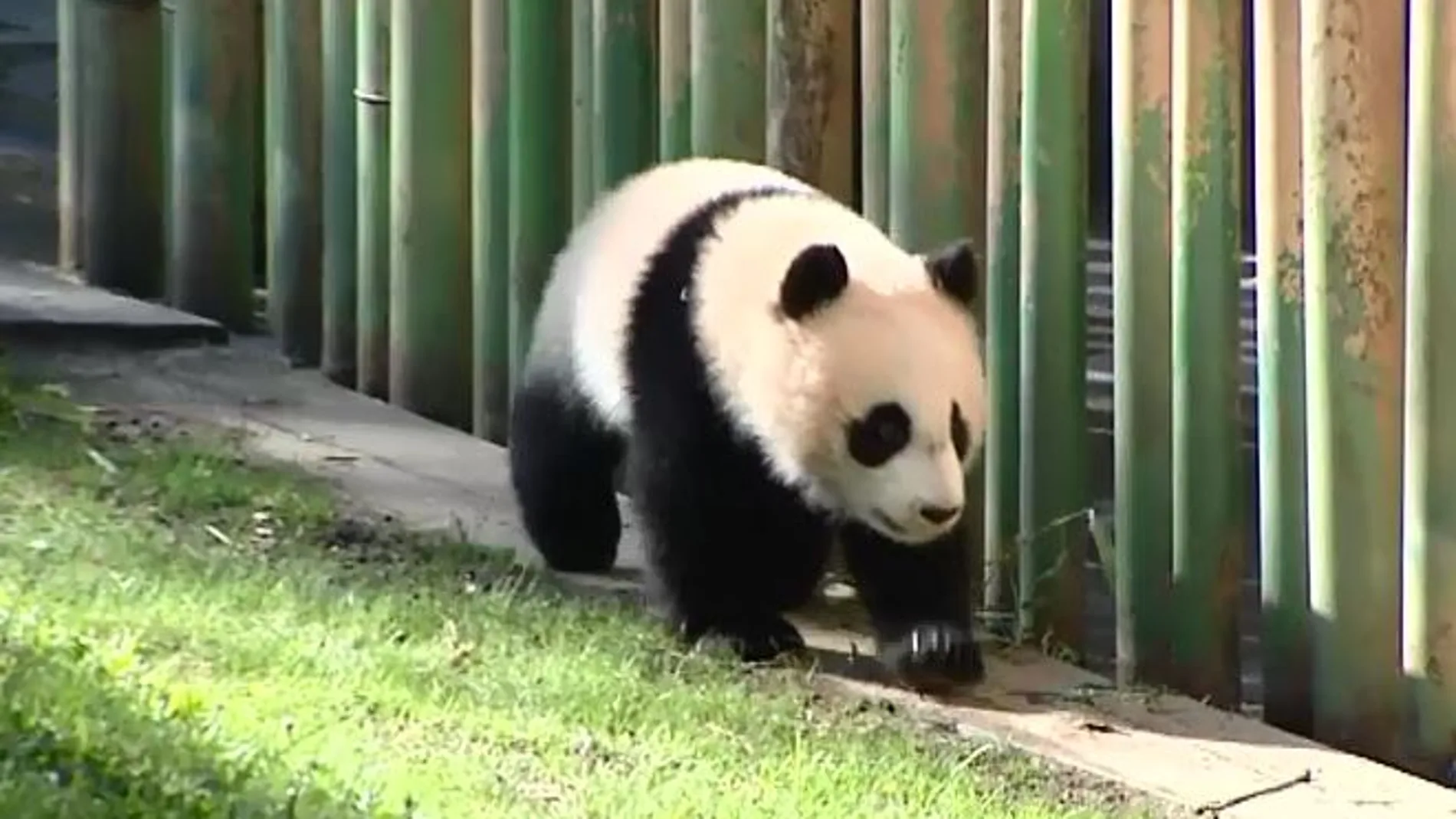 Chulina, la nueva sensación del Zoo de Madrid