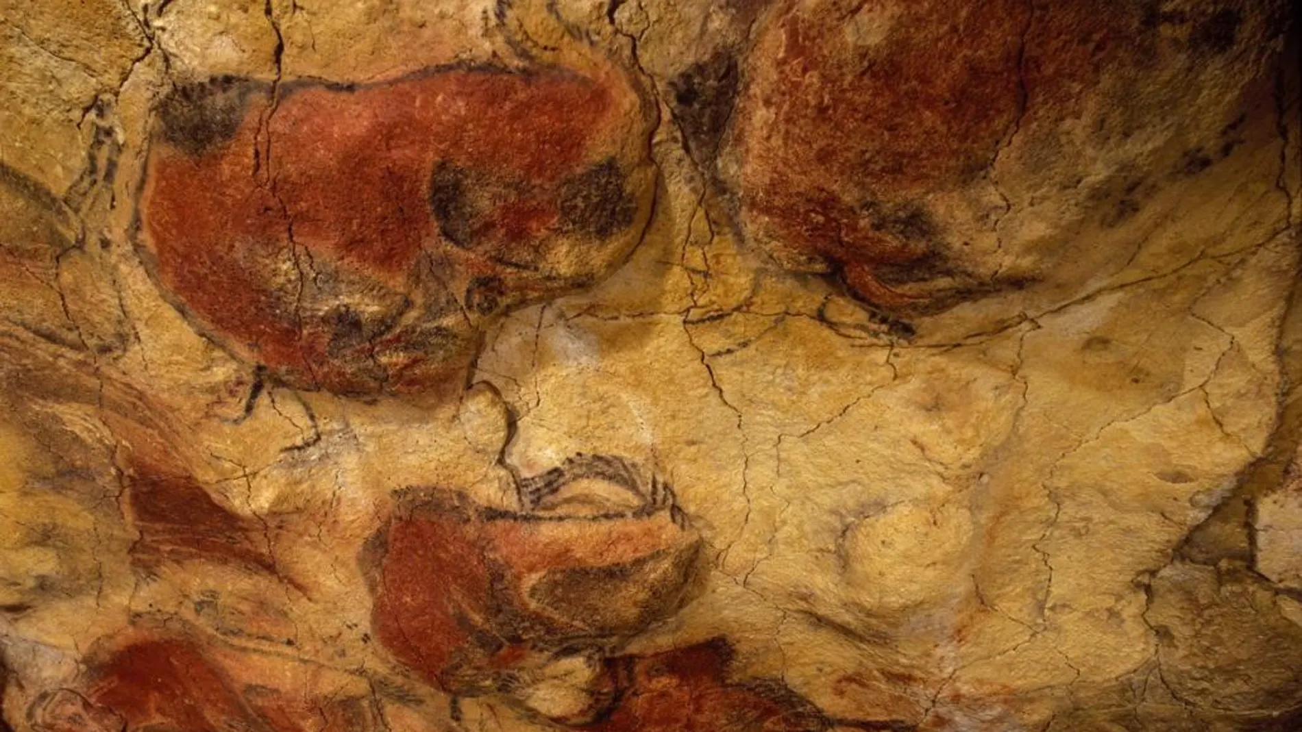 Imagen de varios bisontes de la cueva de Altamira