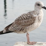 Un ejempalr de gaviota Larus michahellis