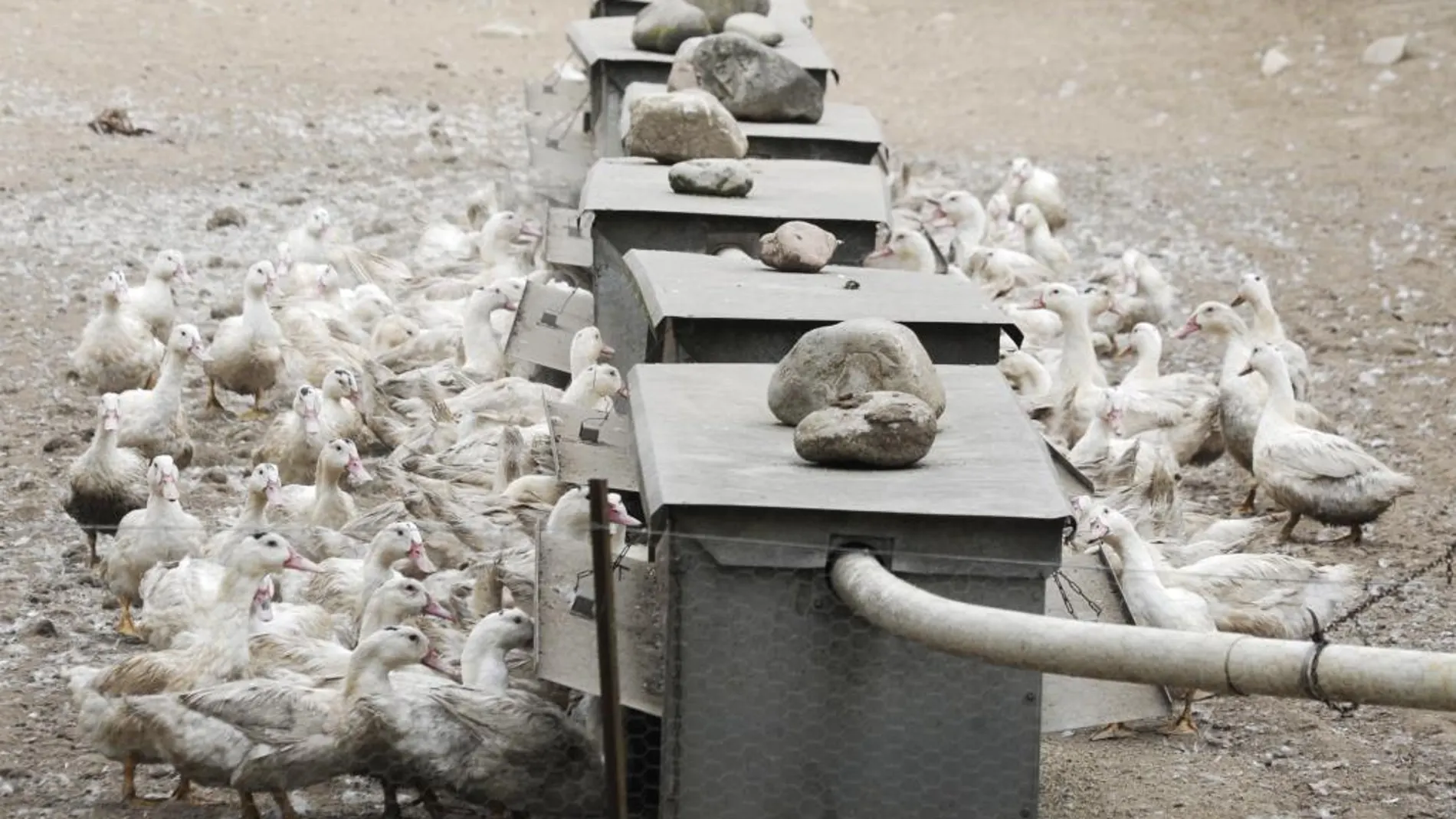 Ya se han sacrificado más de 17.000 aves
