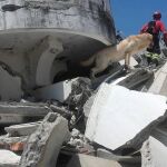 Dayko durante la búsqueda de supervivientes en el terremoto de Ecuador