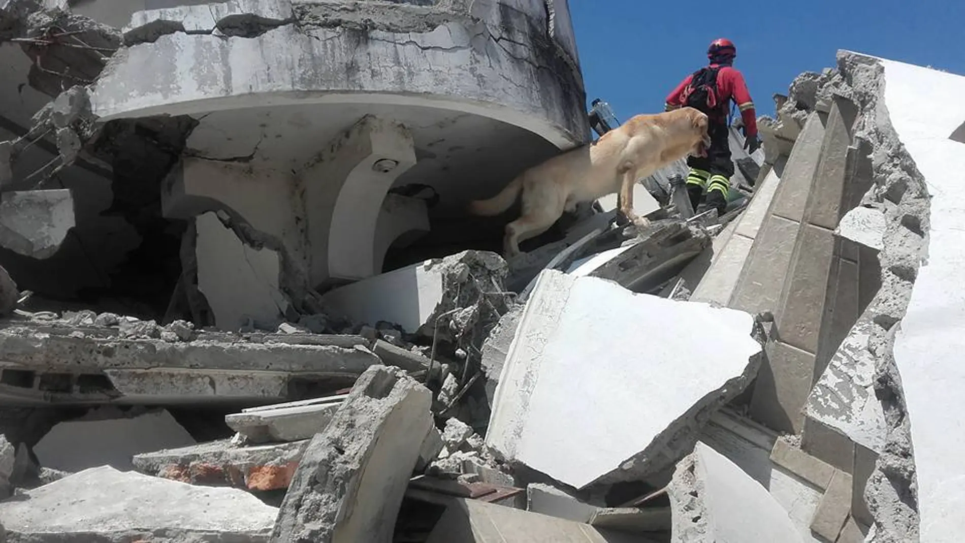 Dayko durante la búsqueda de supervivientes en el terremoto de Ecuador