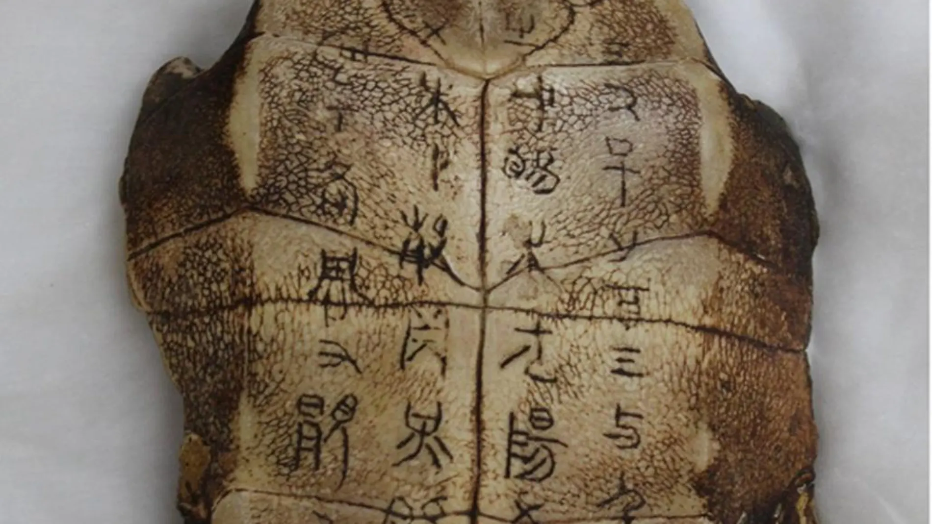 Caracteres sin descifrar tallados en una antigua concha de tortuga