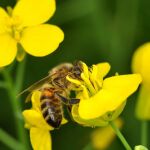 Una abeja polinizando