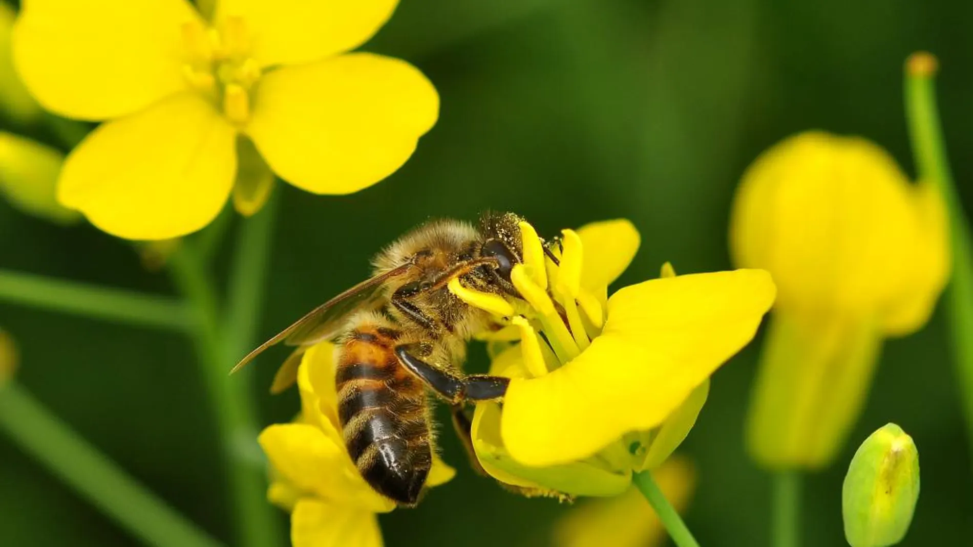Una abeja polinizando