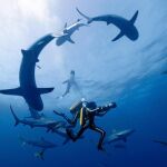 Las escenas bajo el mar se han cuidado con todo detalle en «Jacques»