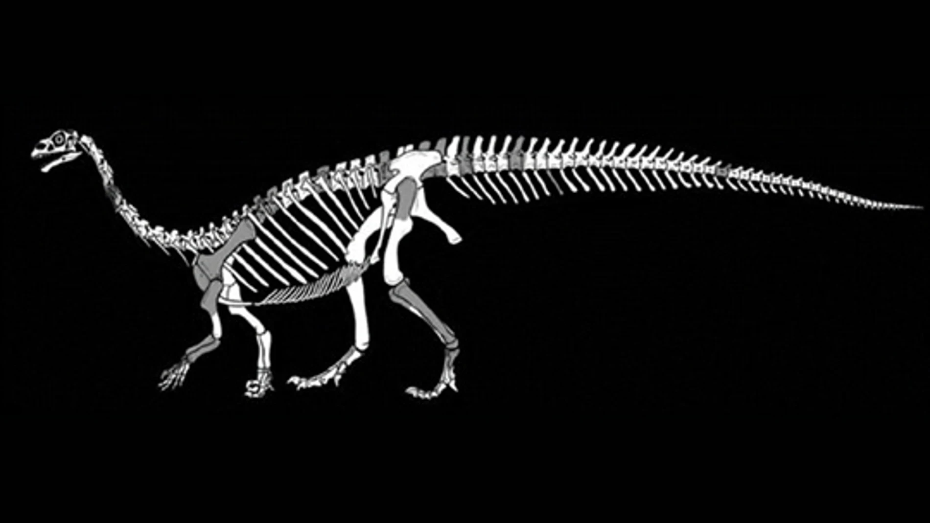 Un estudio reciente muestra el descubrimiento de una nueva especie de dinosaurio sauropodomorfo llamado Sefapanosaurus zastronensis. Imagen: gentileza investigadores.