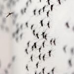 El mosquito que transmite el Zika no existe en Europa
