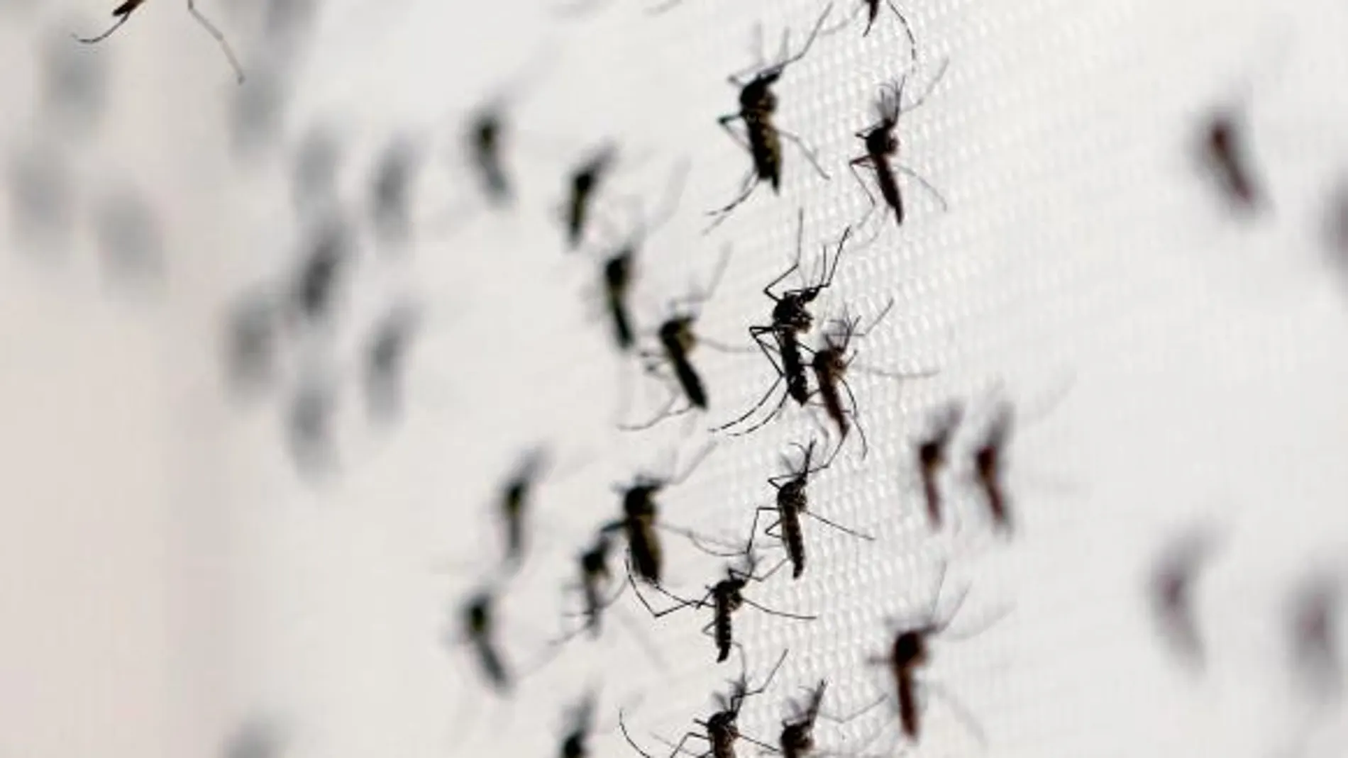 El mosquito que transmite el Zika no existe en Europa