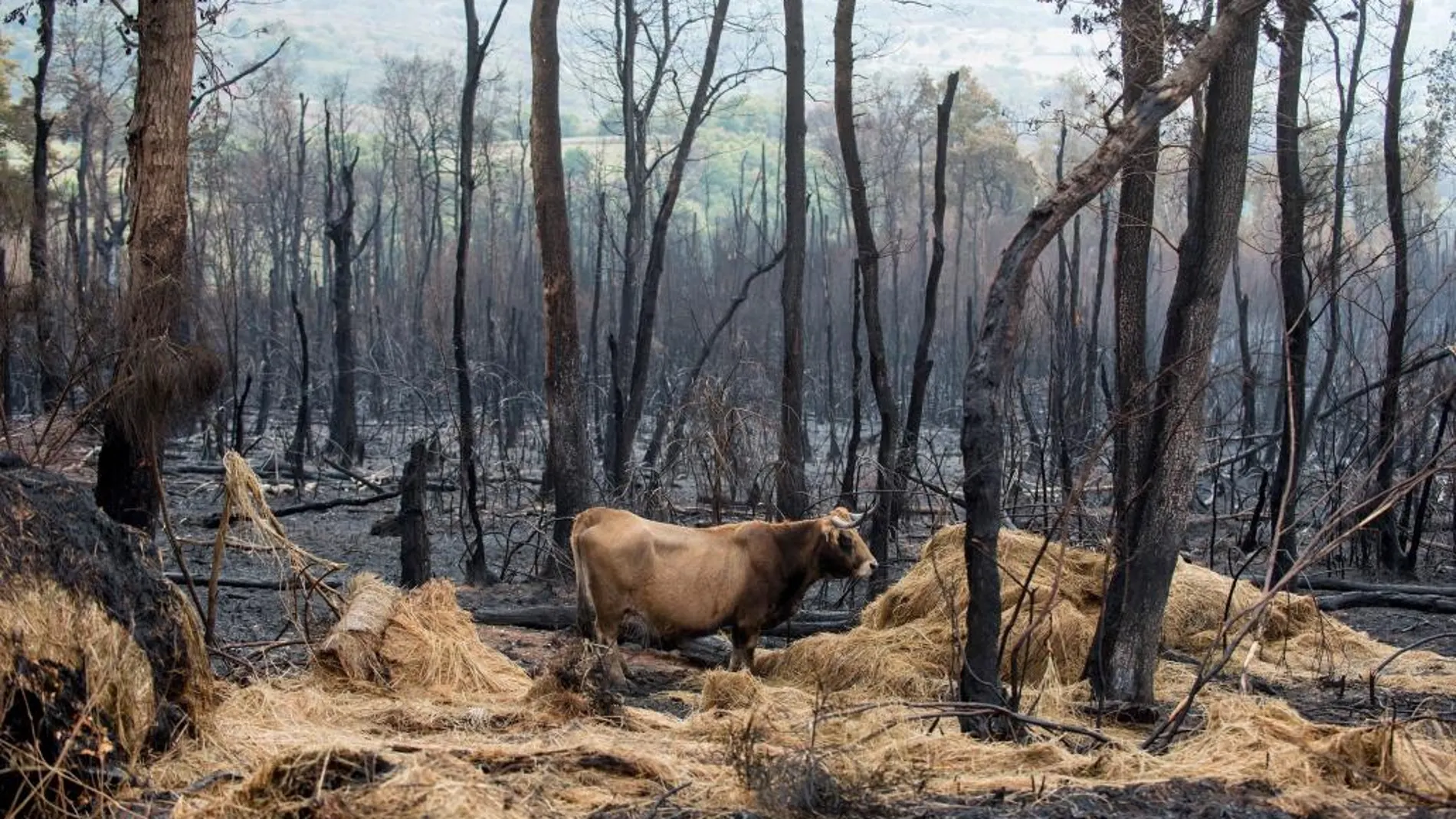 La Xunta de Galicia ha avanzado hoy que, según las primeras estimaciones, han ardido aproximadamente 35.500 hectáreas en la ola de incendios que comenzó el pasado fin de semana