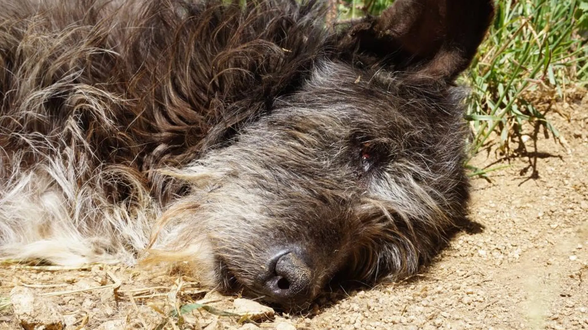 43 perros hacinados al borde de la muerte en una finca en Barcelona