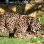 “Fran”, el lince ibérico recuperado