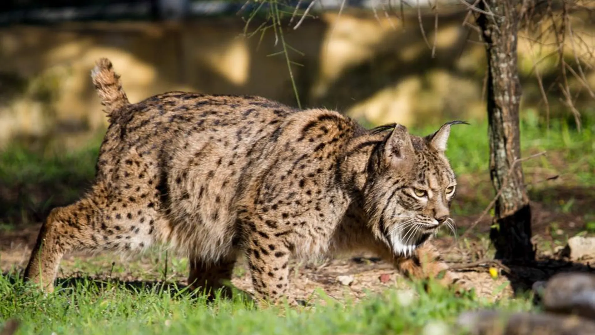 “Fran”, el lince ibérico recuperado