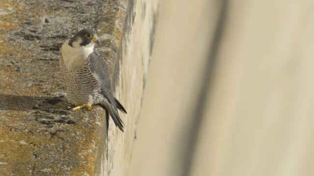 Burgos pone en marcha un programa de reintroducción del halcón peregrino, con el que espera contribuir a la recuperación de esta especie en la zona y estudiar las principales amenazas a las que se enfrenta