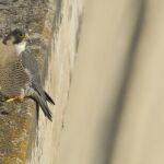 Burgos pone en marcha un programa de reintroducción del halcón peregrino, con el que espera contribuir a la recuperación de esta especie en la zona y estudiar las principales amenazas a las que se enfrenta