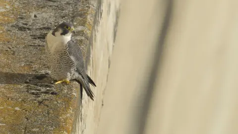 Burgos pone en marcha un programa de reintroducción del halcón peregrino, con el que espera contribuir a la recuperación de esta especie en la zona y estudiar las principales amenazas a las que se enfrenta