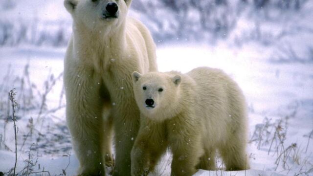 Una osa polar junto a su cría en Canadá