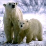 Una osa polar junto a su cría en Canadá